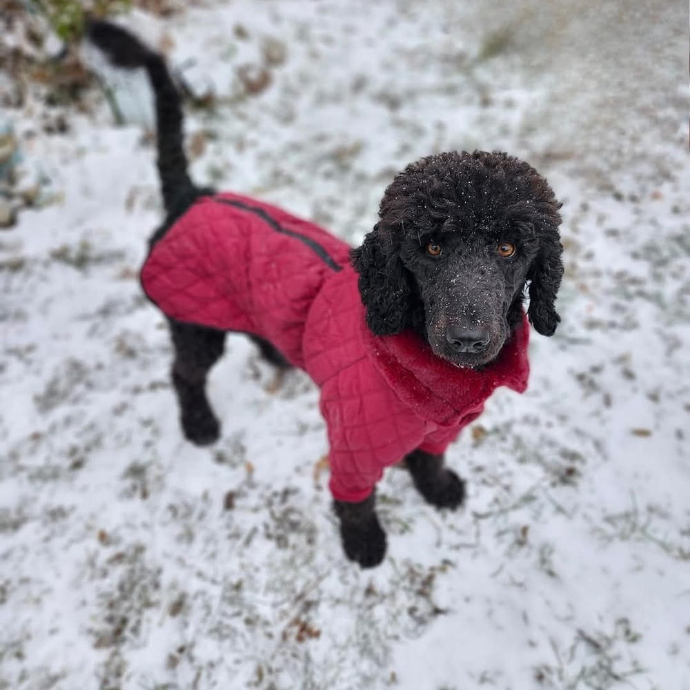 Red Quilted Dog Jacket